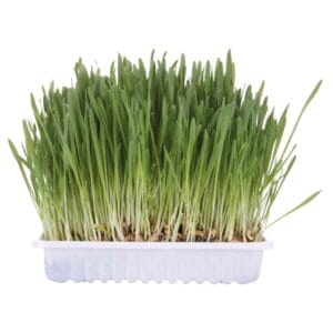 Kattengras 100 g