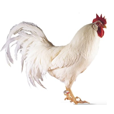 Leghorn